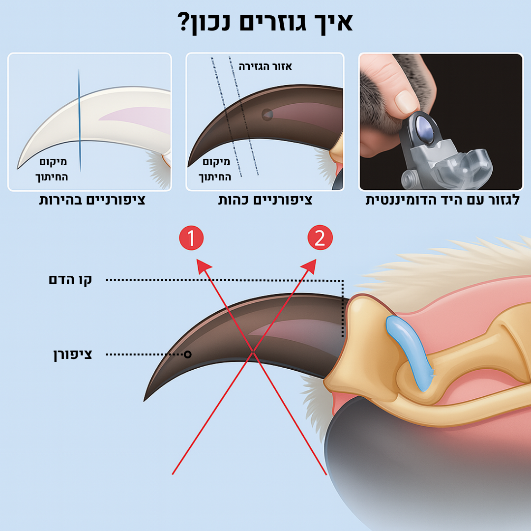 קוצץ ציפורניים מקצועי לכלבים